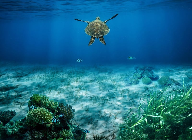 Sea Turtle