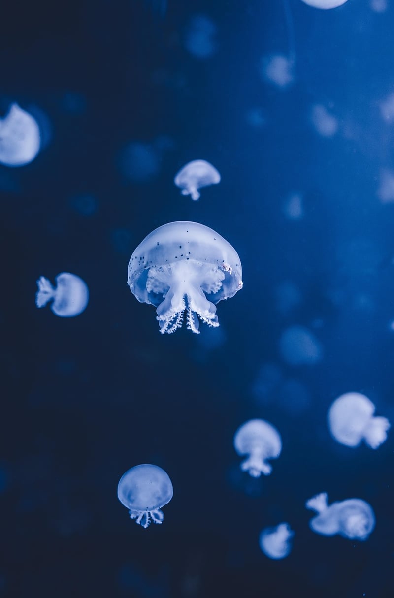 Marine Life